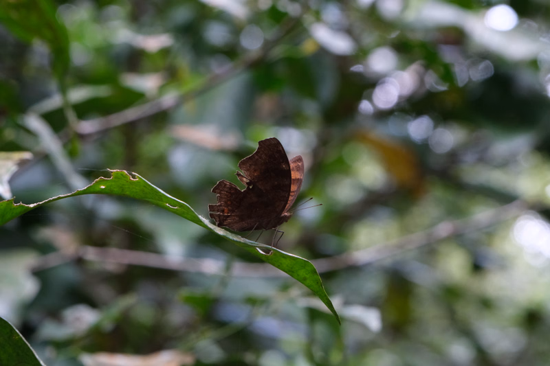 A small brown butterfly rests on a green leaf amidst blurred foliage in a natural setting.