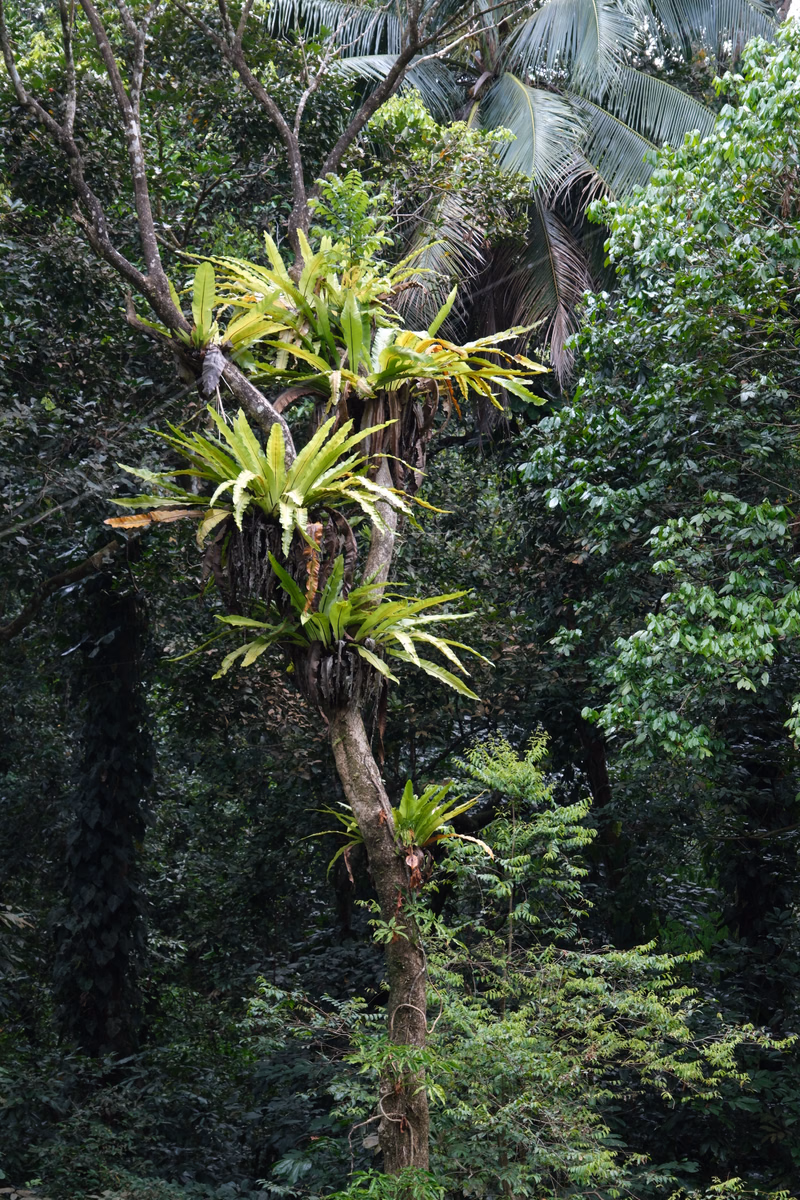 A tall tree in a dense tropical jungle features a cluster of bright green, spiky, palm-like plants growing from its trunk.