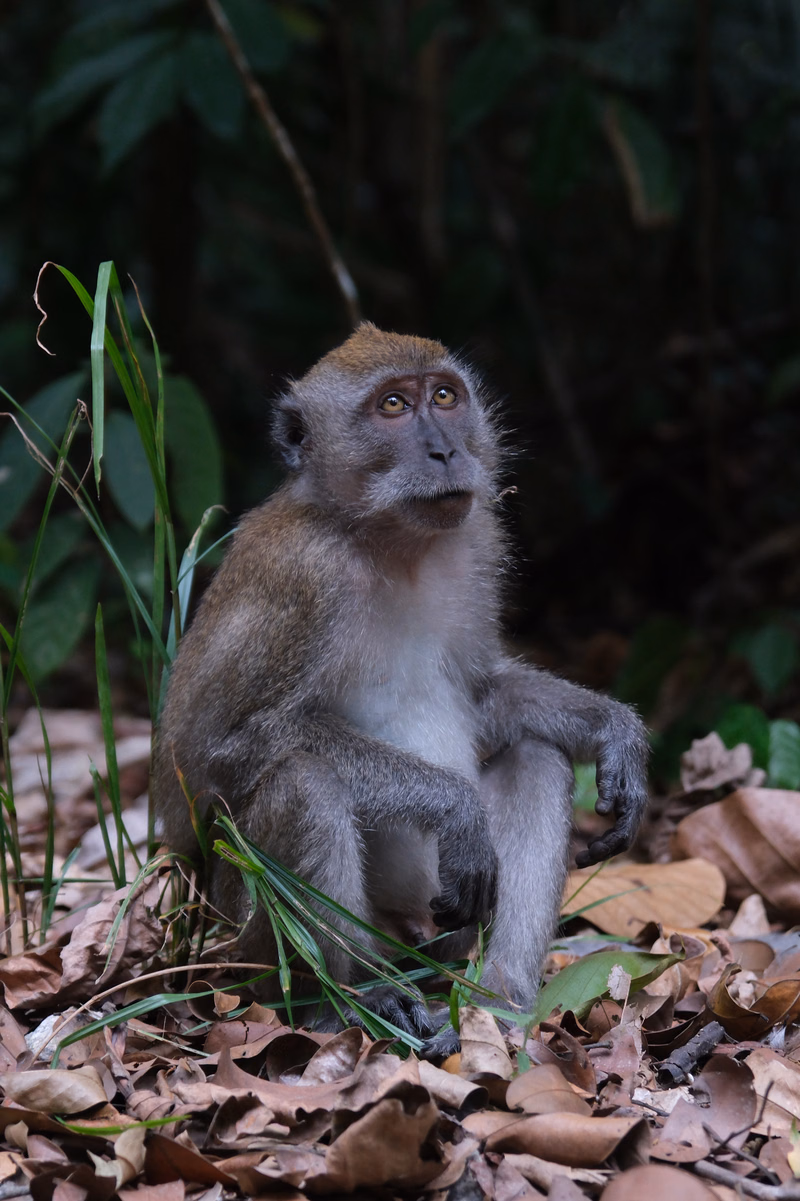 A young baboon monkey sits on a bed of dry leaves in a shaded forest environment, looking up intently.