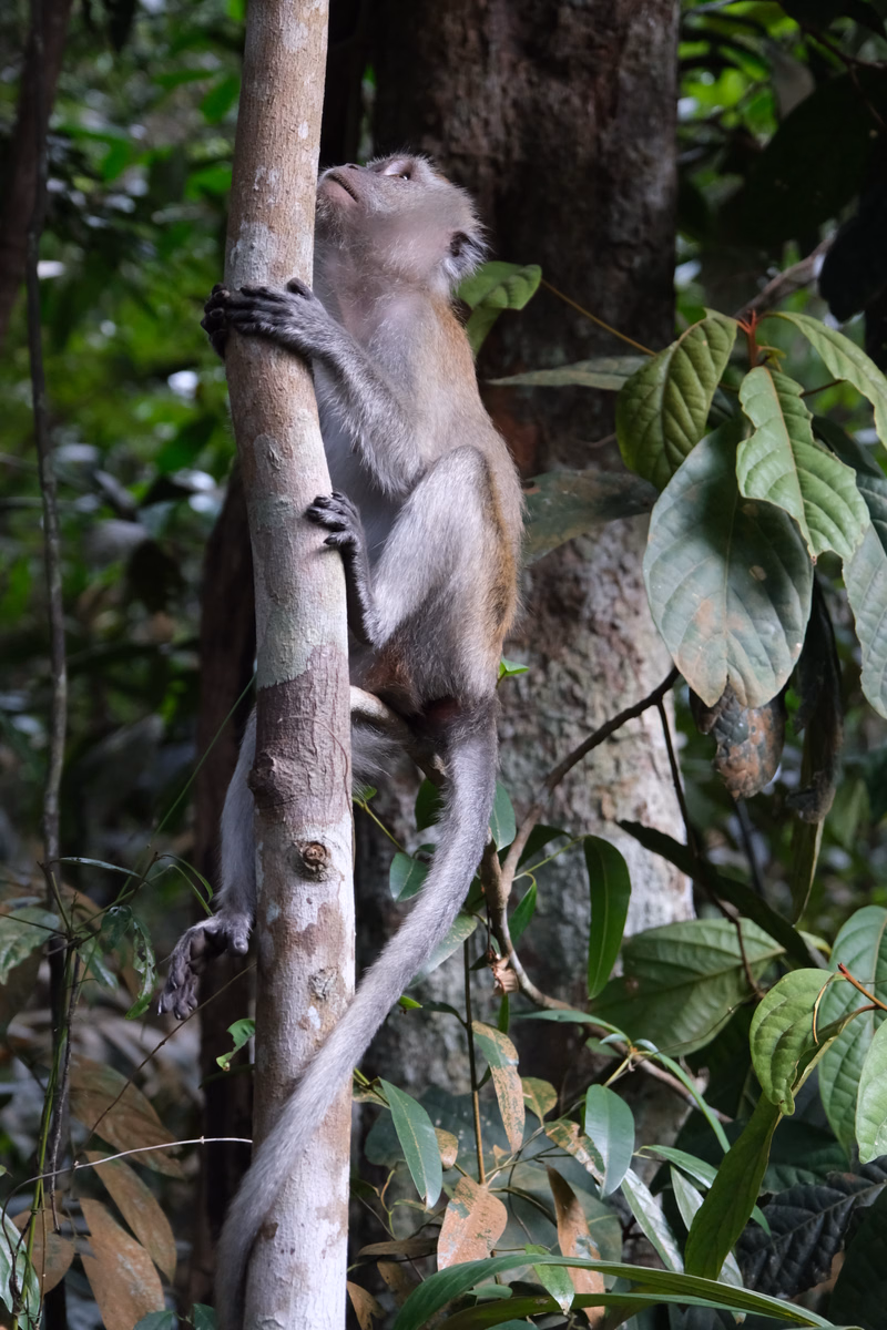 A small brown monkey clings to a vertical tree trunk in a dense, green forest environment.