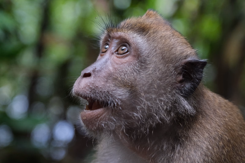 A close-up profile shot of a brown macaque monkey looking intently off to the side in a lush, green forest setting.