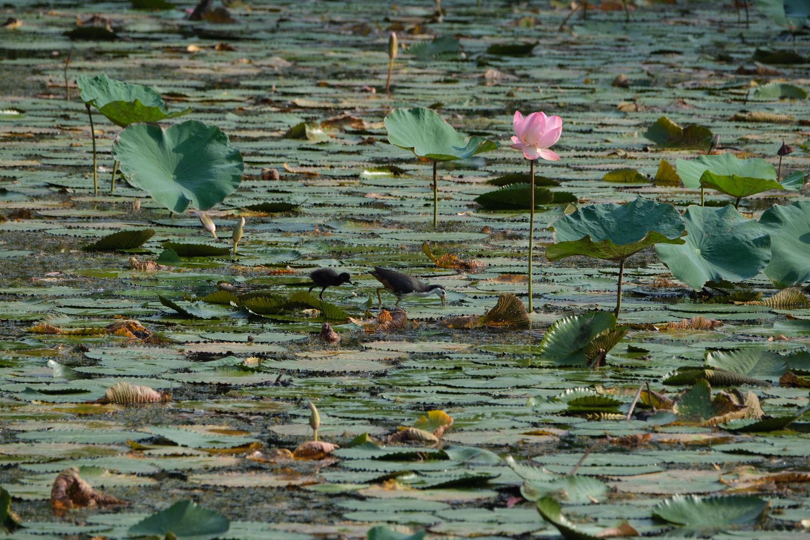 Pink lotus flowers bloom among green lily pads floating on the surface of a pond, with a dark bird visible in the water.
