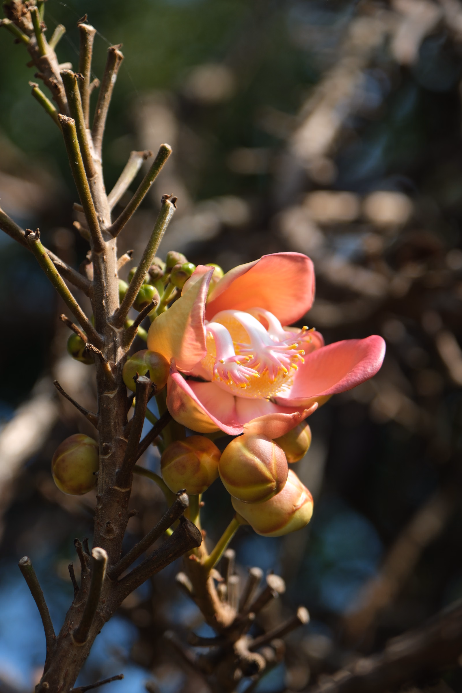 A vibrant pink and orange protea flower is blooming on a woody branch against a blurred natural background.