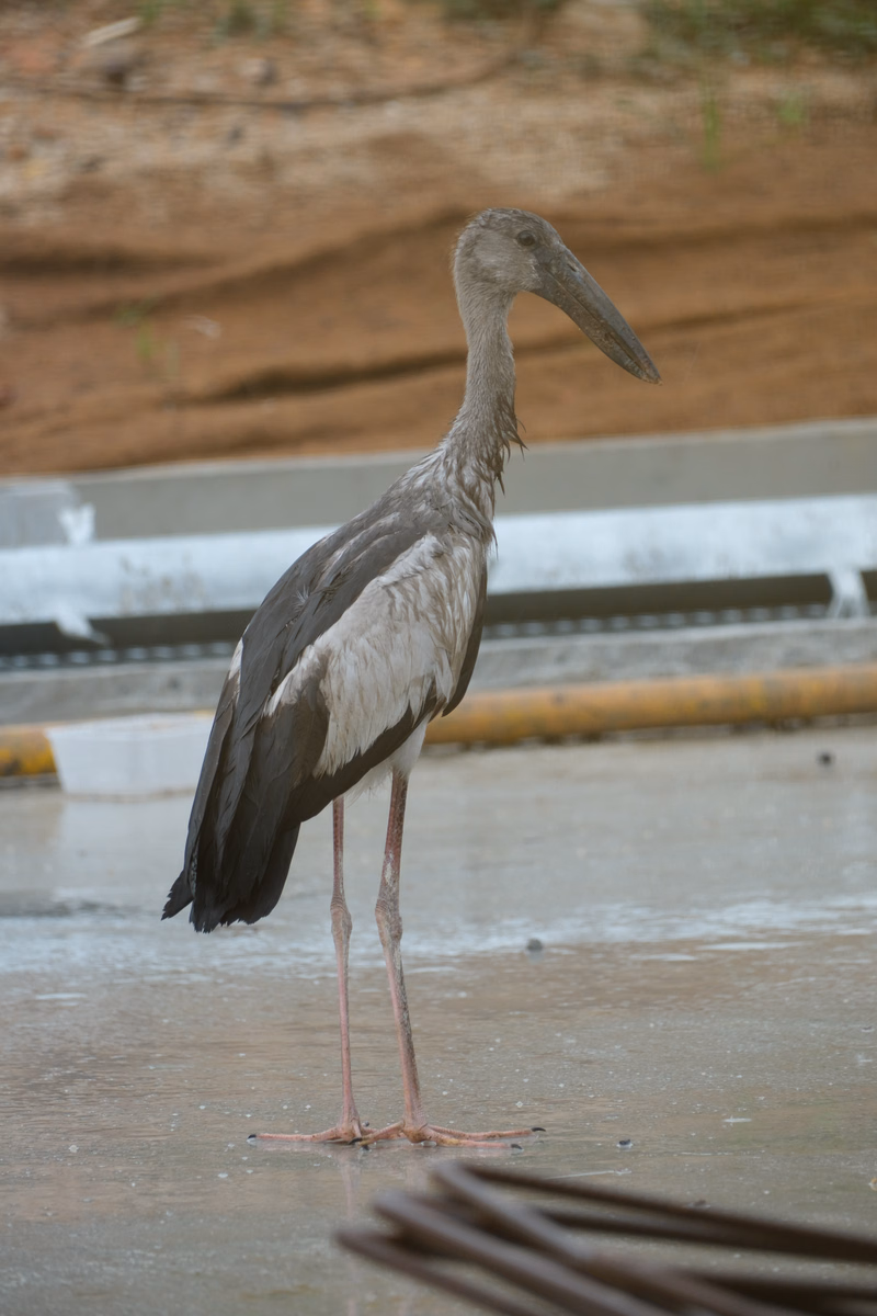 A sandpiper stands in shallow water near a concrete barrier on a shoreline.