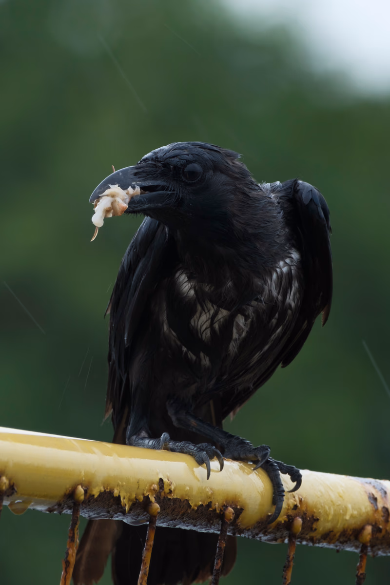 A black bird perched on a rusty metal railing, holding a piece of food in its beak, with a rainy background.