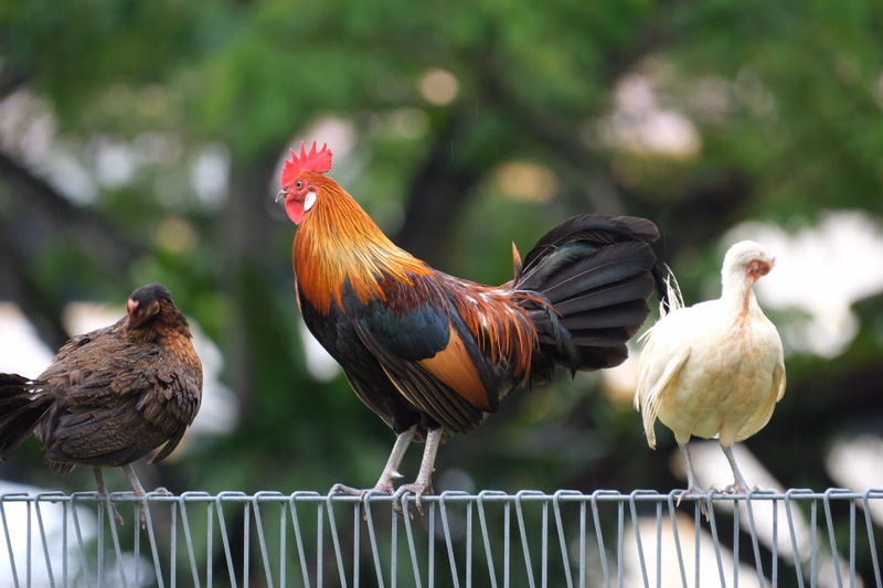 A colorful rooster stands prominently on a wire fence next to a white chicken, with green foliage in the background.