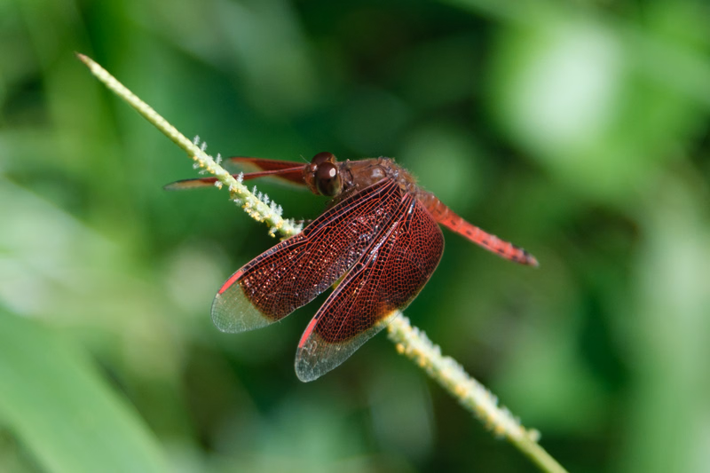 A small, reddish dragonfly is perched on a thin, green stem against a blurred green background.