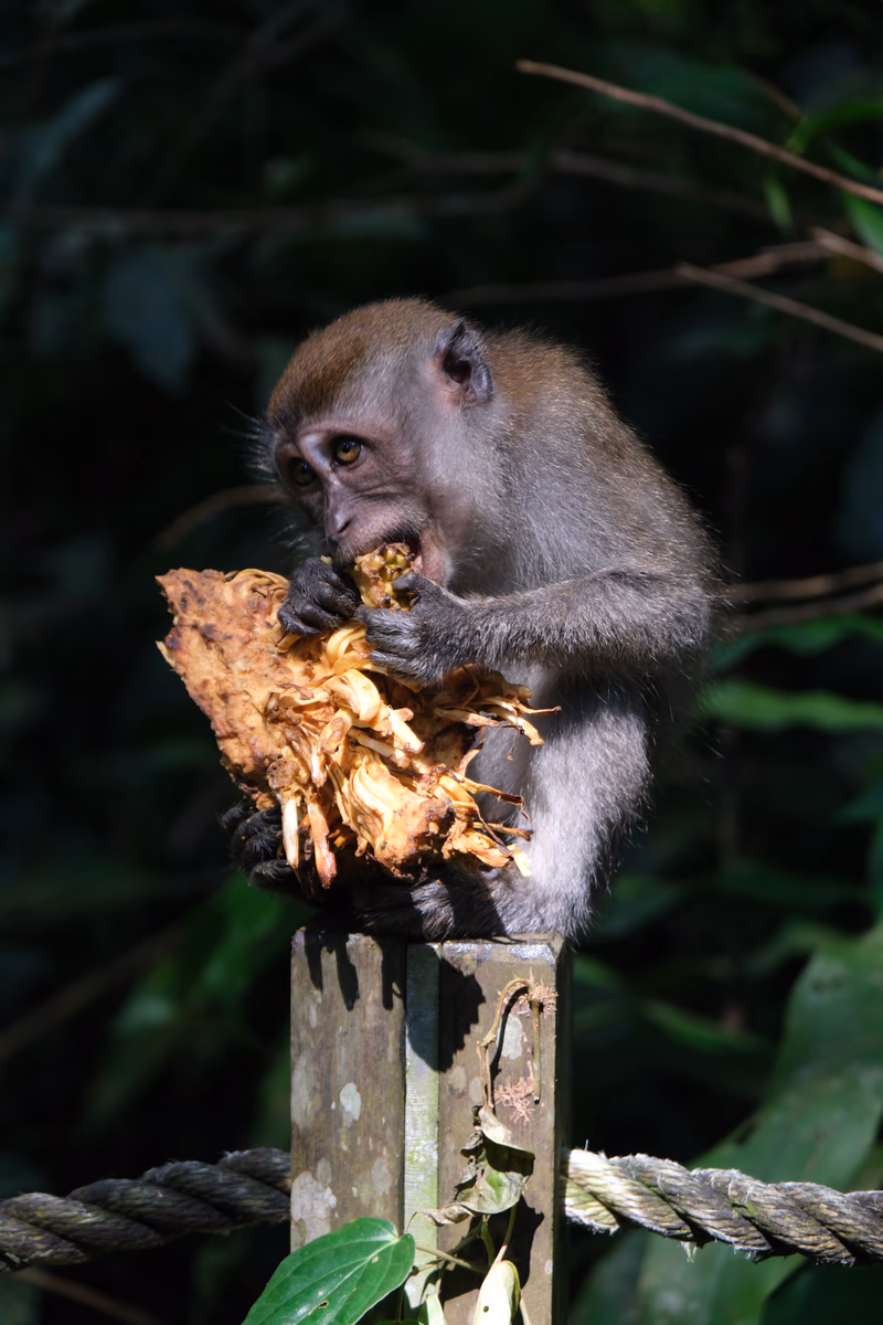 A cute monkey eating a leaf from a tree branch in a lush green forest.