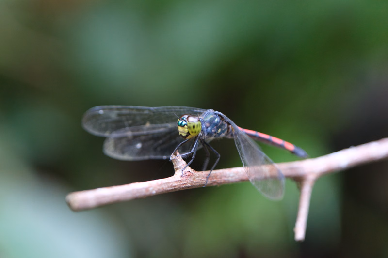 A small fly with a metallic green head and red markings is perched on a brown tree branch against a blurred green background.