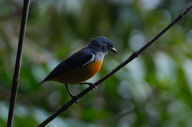 A small black and orange oriole bird is perched on a thin, dark branch against a blurred green background.
