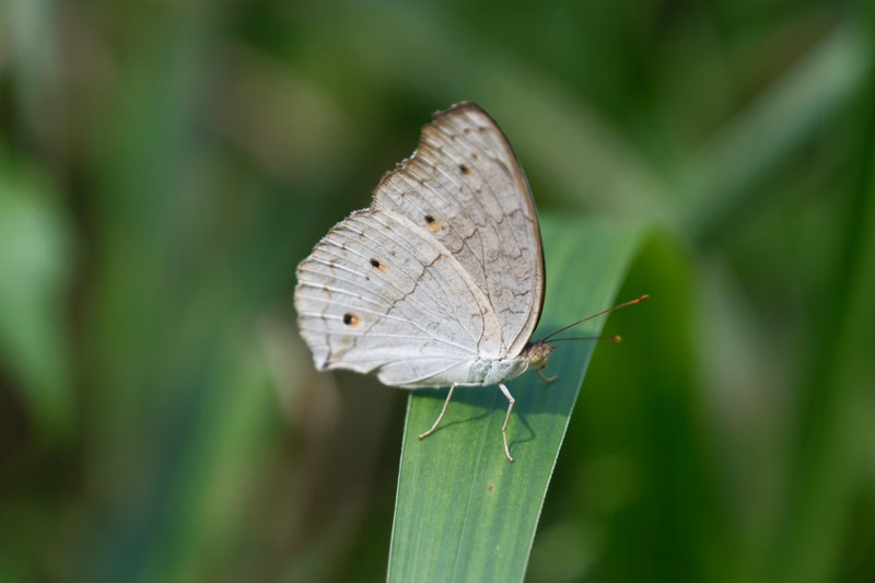 A small, light brown butterfly rests with its wings closed on a bright green blade of grass.
