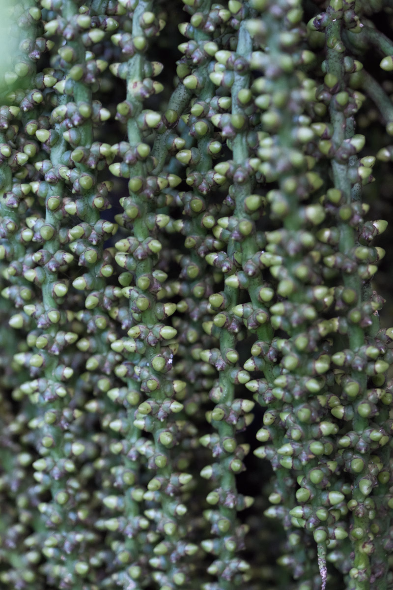 A close-up view of dense, green foliage covered in numerous small, round, light-colored buds.