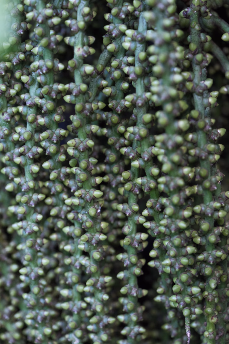 The photo is a close-up of broccoli florets