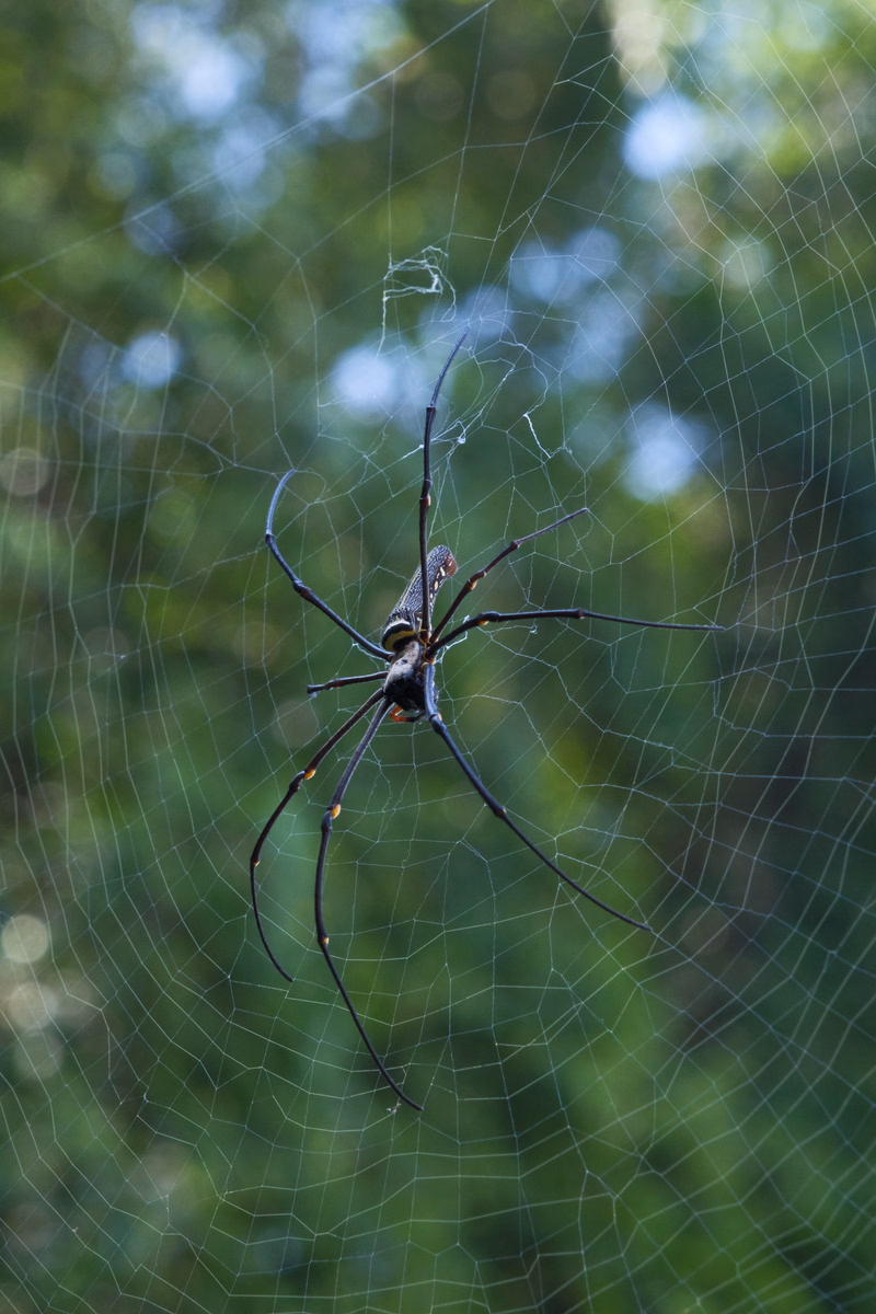 A dark spider is positioned in the center of a large, intricate web hanging outdoors against a blurred green background.