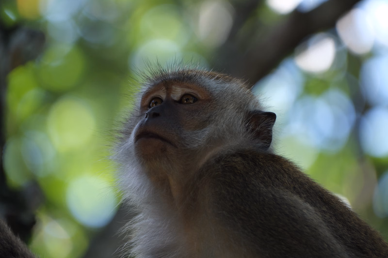 A brown monkey with light fur is looking up in a bright, leafy outdoor setting.
