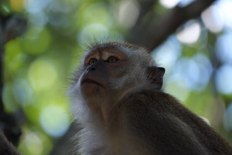 A close-up of a monkey looking up at the sky