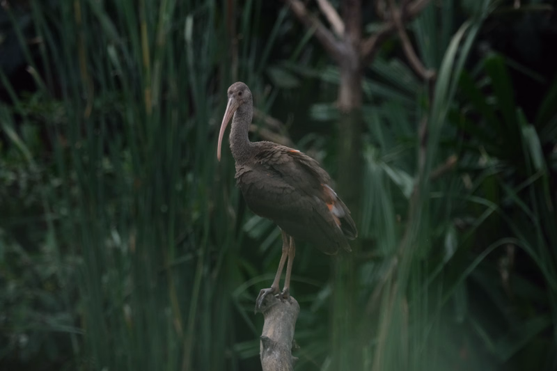 A dark brown crane stands on a small tree stump amidst dense green foliage.