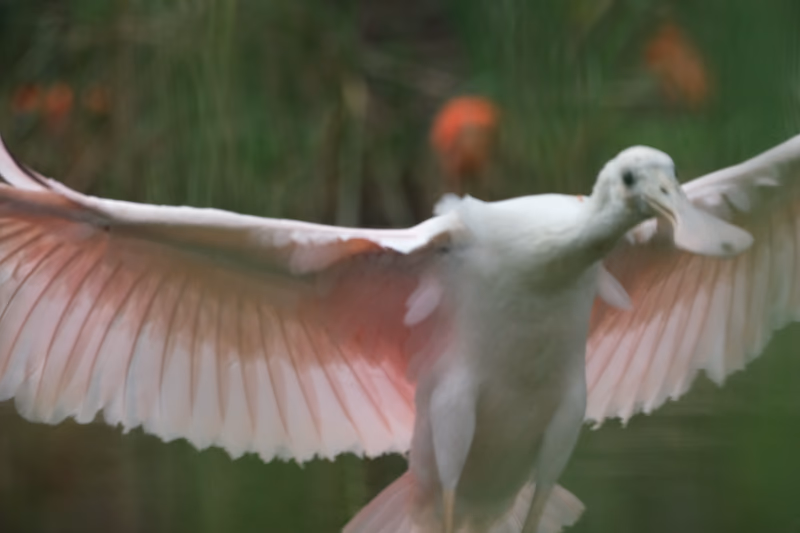 A pink bird in flight over a body of water