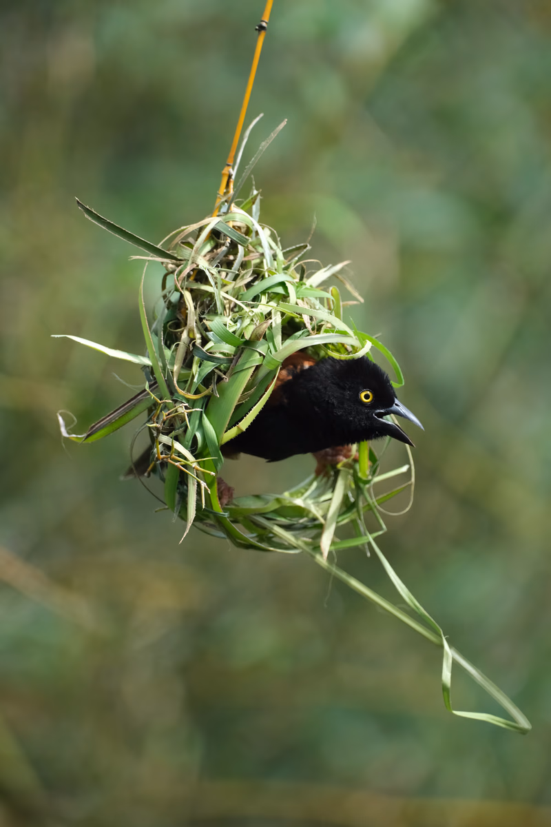 A black bird with a bright yellow eye perched in a nest made of twigs and leaves.