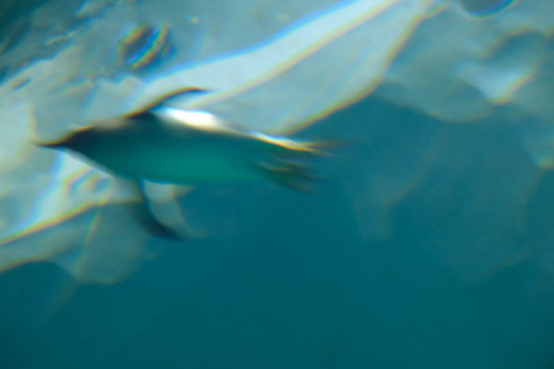 A small, turquoise fish swims just beneath the surface of clear blue water.