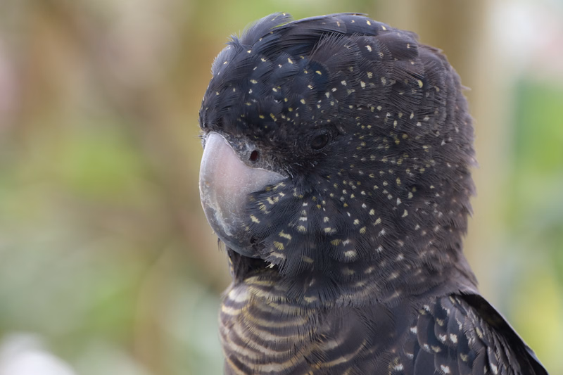 A close-up profile view of a dark-colored parrot with yellow speckles on its head, set against a blurred green background.