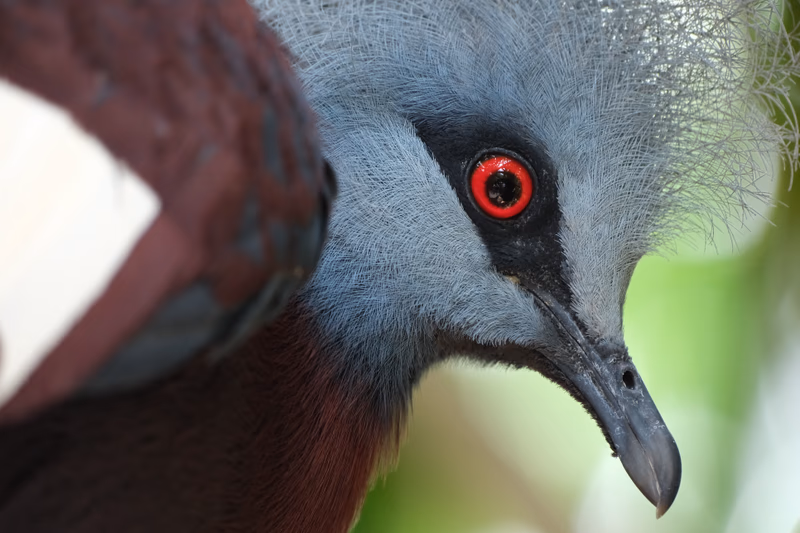 A close-up of a bird with striking red eyes and intricate feather patterns.