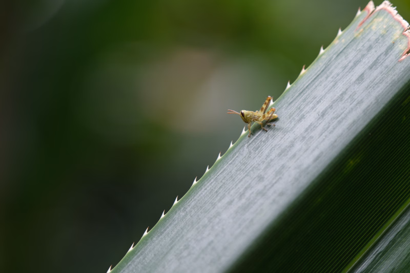 A small, light-colored insect is perched on the ribbed, green surface of a large plant leaf.