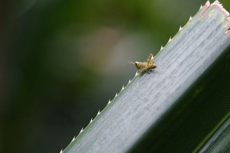 A grasshopper perched on a blade of grass.