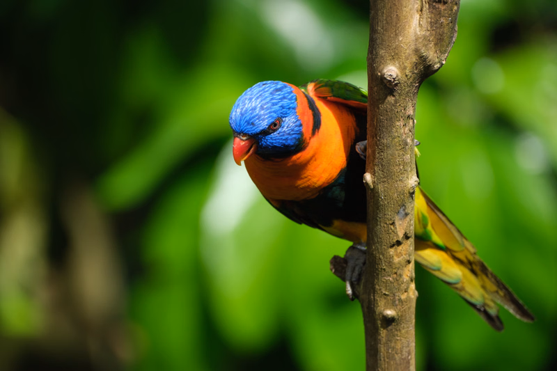 A colorful lovebird with blue and orange plumage perches on a brown tree branch against a lush green background.