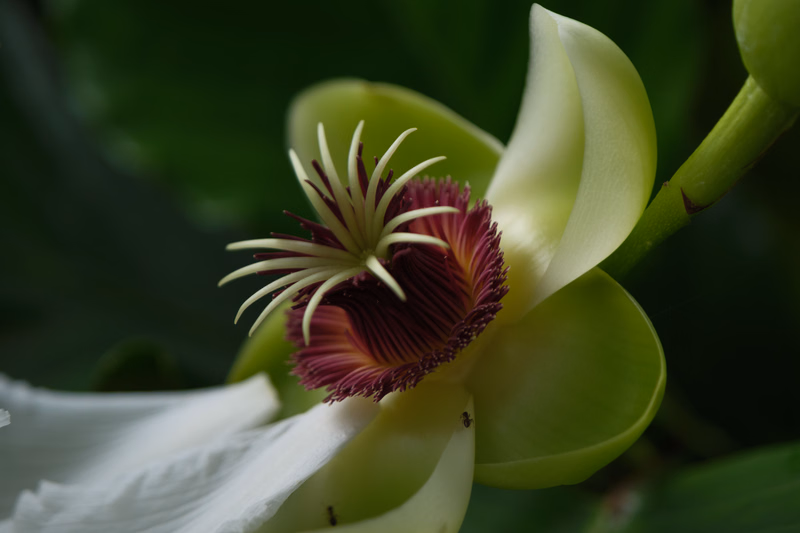 A close-up view of a white and deep maroon lily flower with prominent stamens against a dark green background.