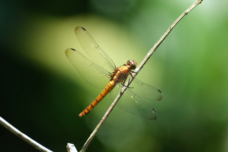 A small brown dragonfly with clear wings is perched on a thin, dry branch against a blurred green background.