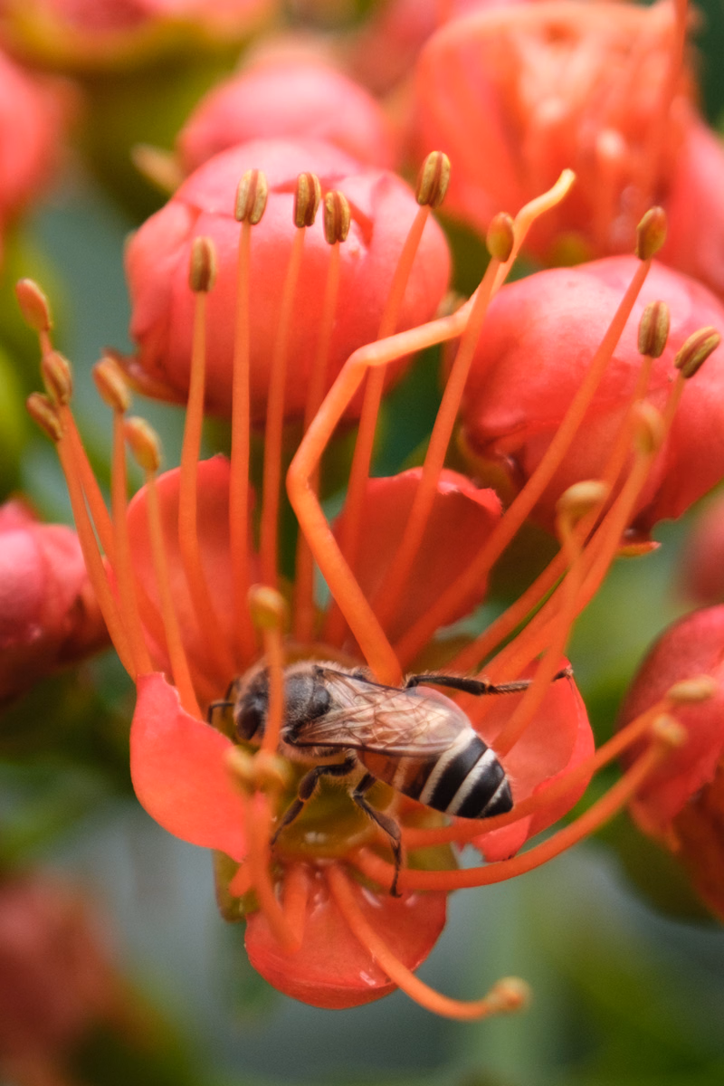 A striped bee is perched on the bright orange, tubular flowers of a plant, likely collecting nectar.