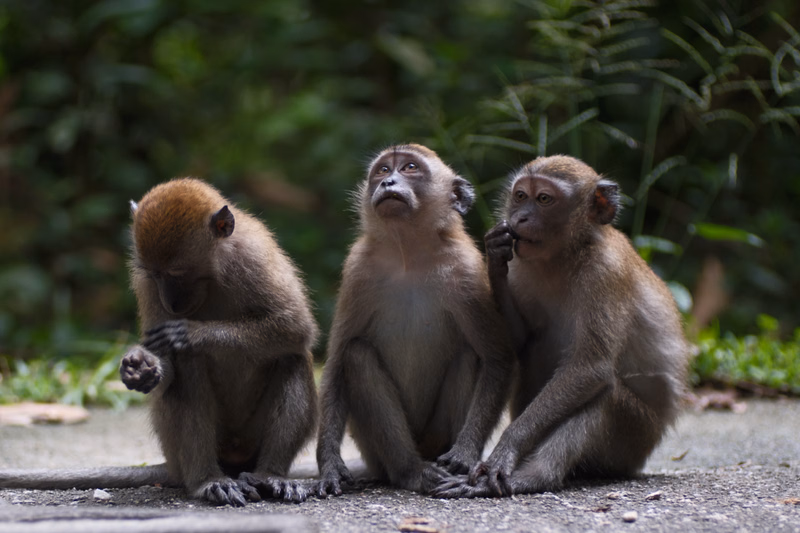 Three brown macaques are sitting on a paved surface outdoors, with lush green foliage in the background.