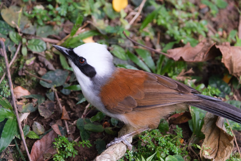 A white and brown hornbill bird stands on the forest floor amidst green foliage and brown leaves.