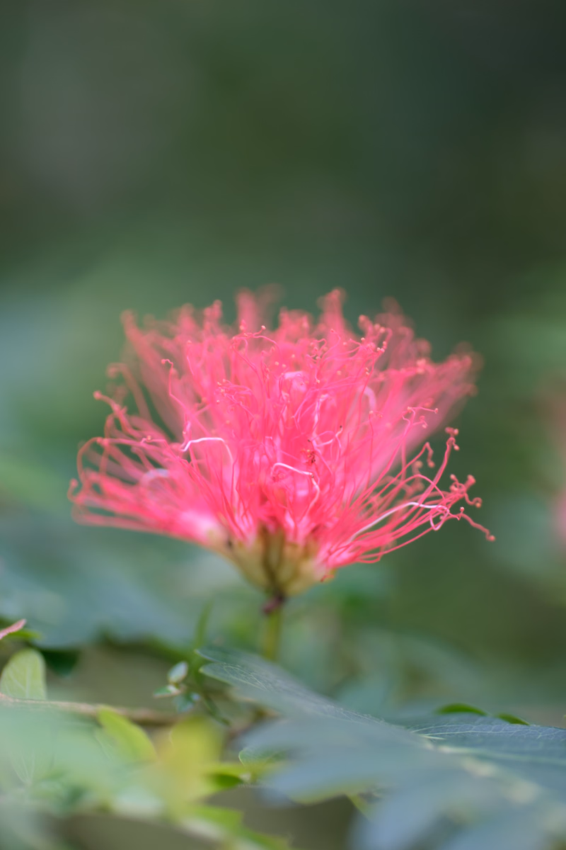 A vibrant pink, fluffy flower is in focus, surrounded by soft green foliage in the background.