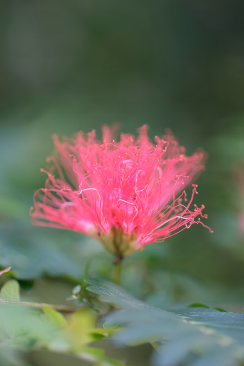 A vibrant pink flower in a lush green background