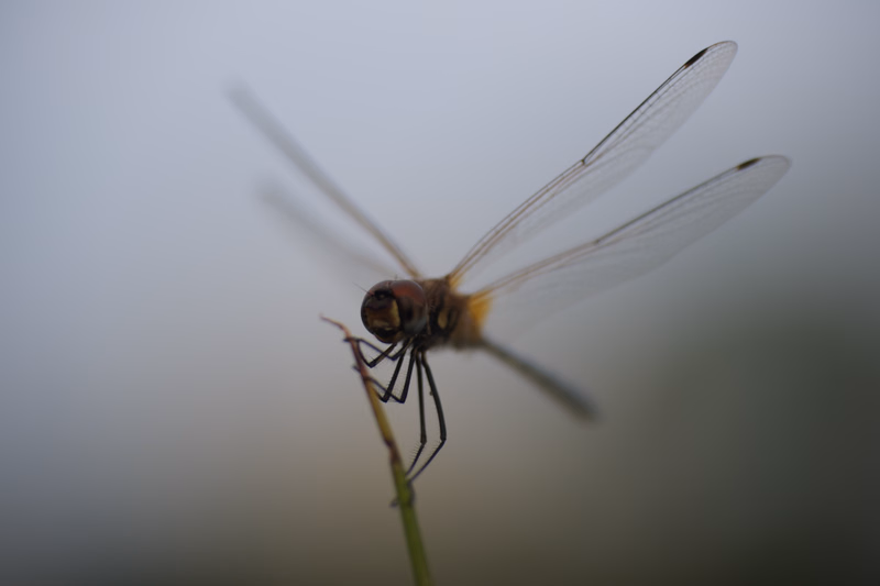 A small dragonfly with transparent wings is perched on a thin green stem against a hazy, light gray background.