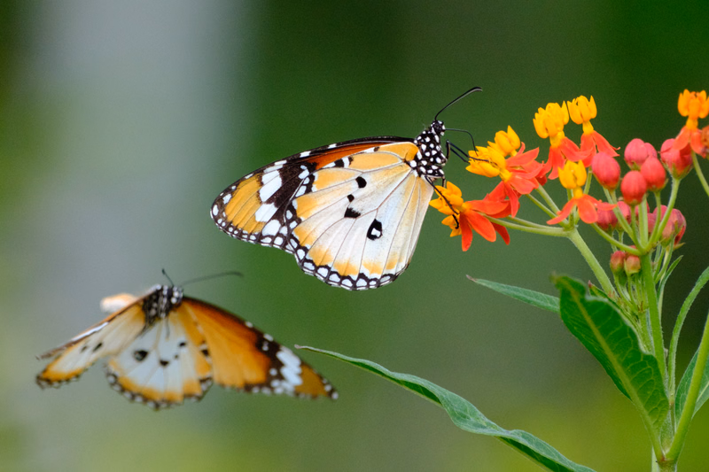 A white and orange butterfly rests near a cluster of bright orange and red flowers in a natural setting.