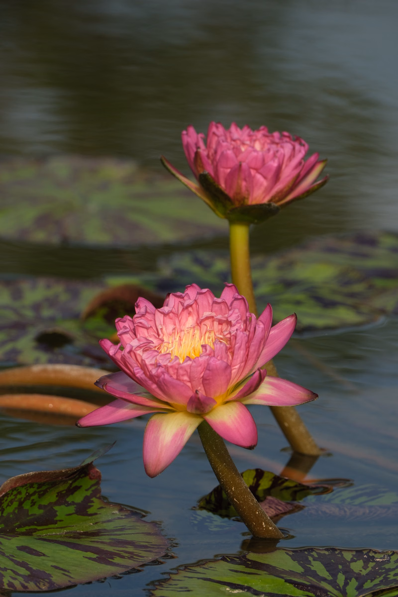 Two vibrant pink water lilies bloom on lily pads floating in calm, dark water.