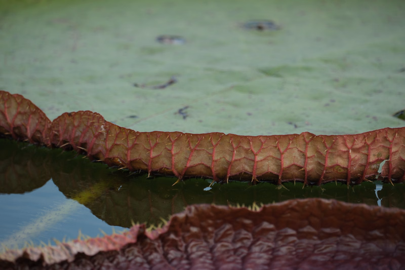 A close-up view of the edge of a water lily pad with spiky edges floating on the water surface.