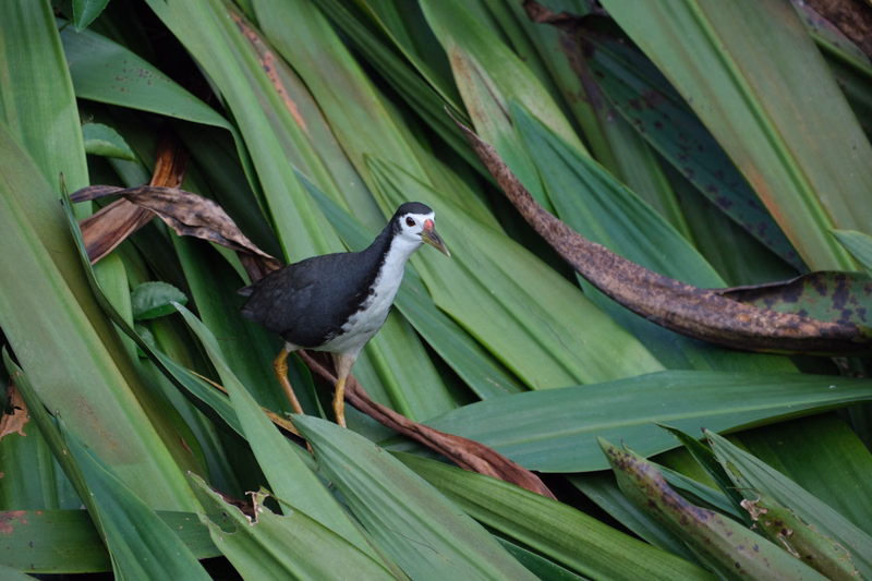 A small, dark and white bird stands among large, vibrant green tropical leaves.