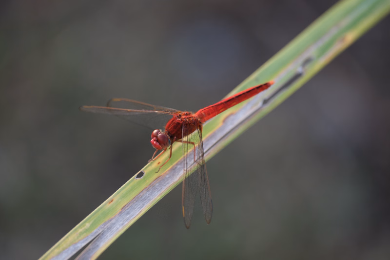 A small red dragonfly is perched on a long, green and slightly faded leaf.