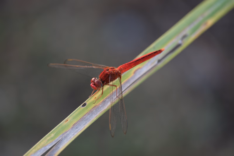 A red dragonfly perched on a green grass blade.
