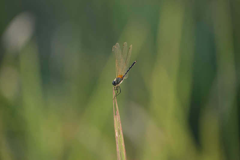 A small dragonfly is perched on the tip of a green plant stem against a blurred green background.