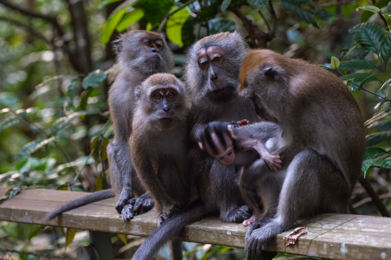 A group of brown monkeys are gathered on a wooden railing amidst lush green foliage in a forest setting.