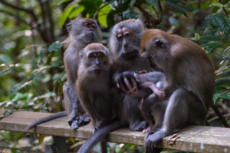 A group of monkeys in a natural setting