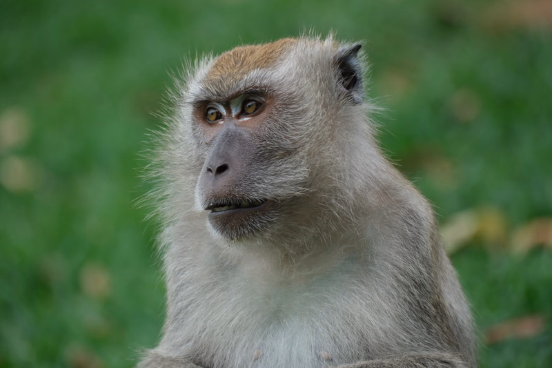A close-up portrait of a gray macaque monkey looking slightly to the left against a blurred green background.