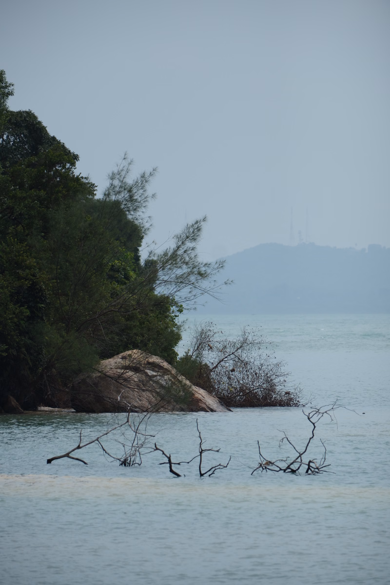 A hazy view of a shoreline with dense green trees meeting calm water, featuring some fallen branches in the foreground.