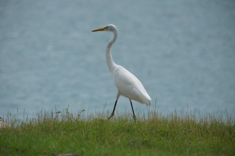 A white egret stands on a grassy shoreline overlooking a large body of water.