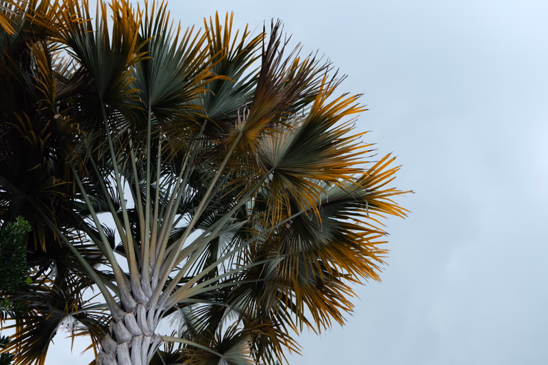 A large palm tree with long, spiky fronds dominates the lower portion of the frame against a bright, overcast sky.